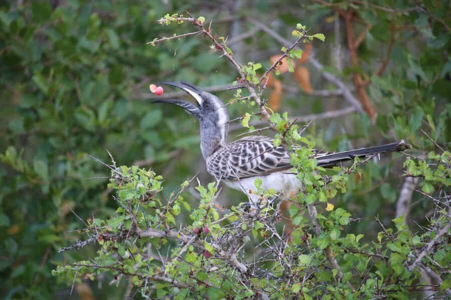 Hluhluwe-iMfolozi Park - Open Safari Vehicle Game Drives - How Picnic Sites and Lookouts Fit Into the Day