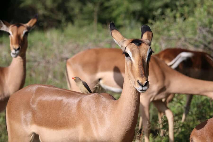 Hluhluwe-iMfolozi Park - Open Safari Vehicle Game Drives - What You Should Bring (And What’s Not Allowed)