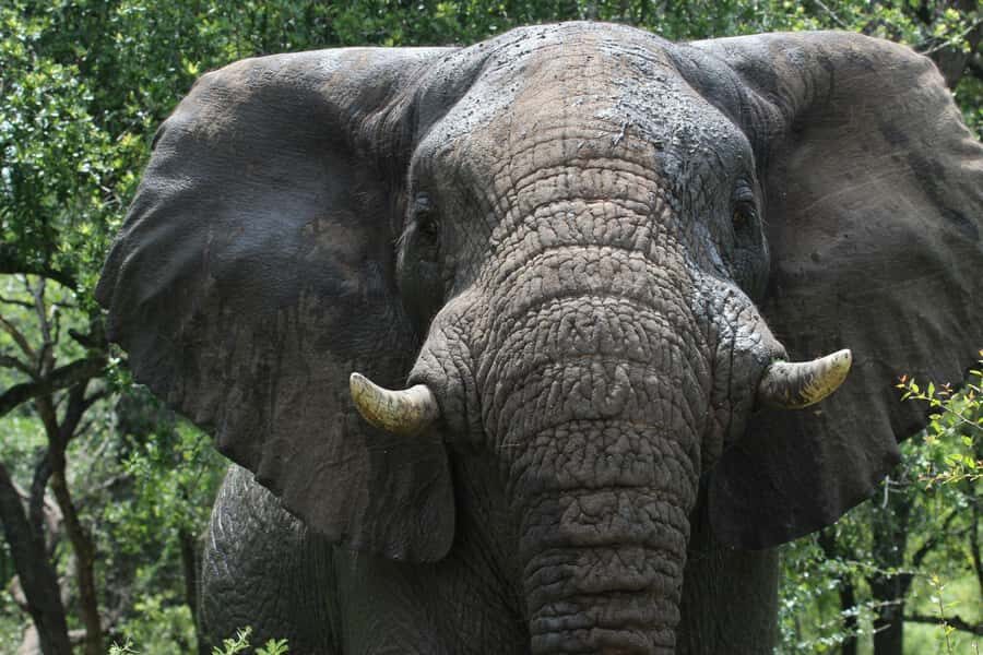Hluhluwe-iMfolozi Park - Open Safari Vehicle Game Drives - Where You Start: Pick-up Options Around Hluhluwe and St Lucia