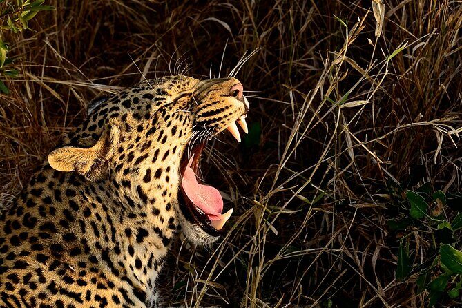 Hluhluwe Imfolozi Safari Day Tour from Durban - Timing and the 3-Hour Wildlife Block