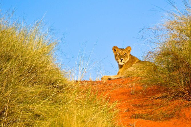Hluhluwe Imfolozi Safari & St Lucia Boat Safari Day Tour from Durban - Value for $259.59: what you’re really paying for