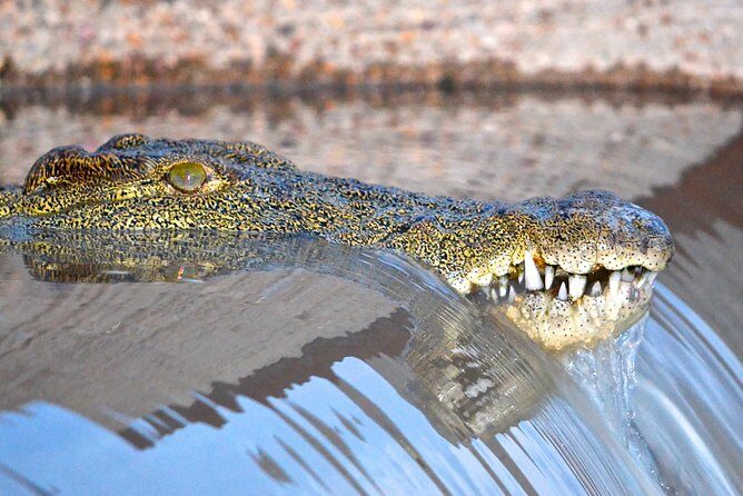 Hluhluwe Imfolozi Safari & St Lucia Boat Safari Day Tour from Durban - Hluhluwe-iMfolozi game drive: Big Five odds in a closed vehicle