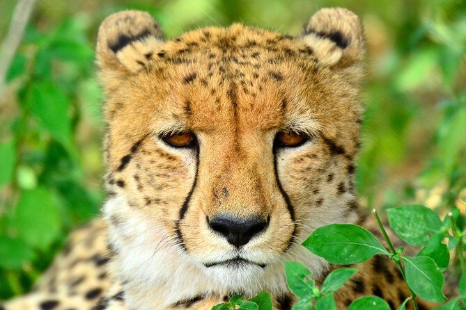 Hluhluwe Safari & Emdoneni Wild Cat Project Day Tour from Durban - Key things to know before you go