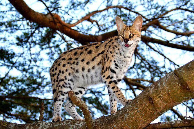 Hluhluwe Safari & Emdoneni Wild Cat Project Day Tour from Durban - Two Stops, One Packed Schedule: Getting the Most From Your Day