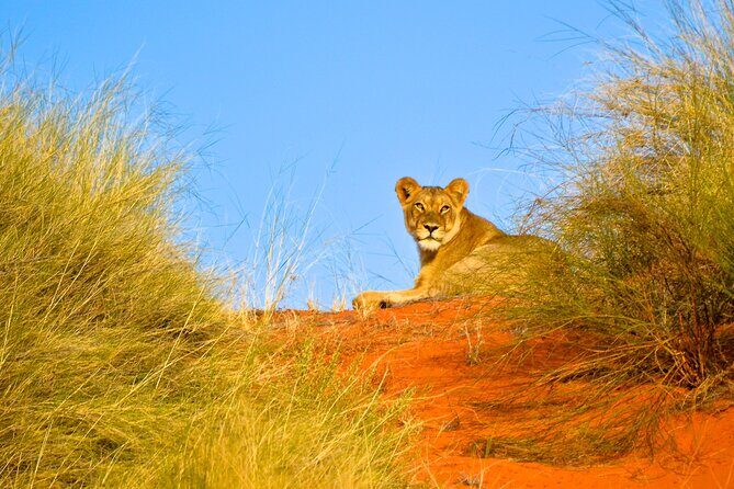 Hluhluwe Safari & Emdoneni Wild Cat Project Day Tour from Durban - The Cat Species to Look For (and How to Enjoy the Photo Time)