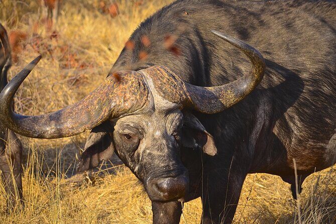 Hluhluwe Safari & Emdoneni Wild Cat Project Day Tour from Durban - Transportation Comfort: Durban Pickup, Air-Conditioned Ride, and Long Hours