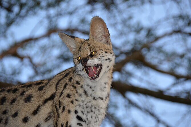 Hluhluwe Safari & Emdoneni Wild Cat Project Day Tour from Durban - Price and Value: What Your $258.62 Actually Buys