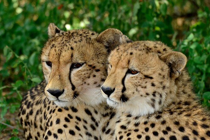 Hluhluwe Safari & Emdoneni Wild Cat Project Day Tour from Durban - What Makes Hluhluwe Special: Birds, Hills, and Old-Proven Wildlife