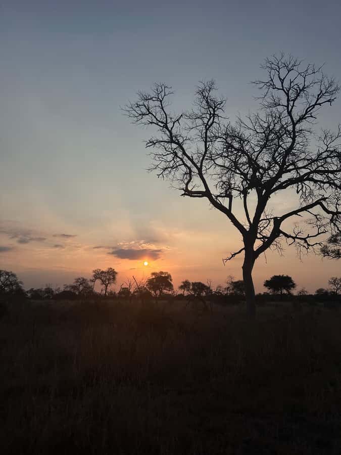 Hoedspruit: Dinner in the Bush & Safari Game Drive - Sunset Turn: Arriving for the Bush Dinner Without Losing the Magic