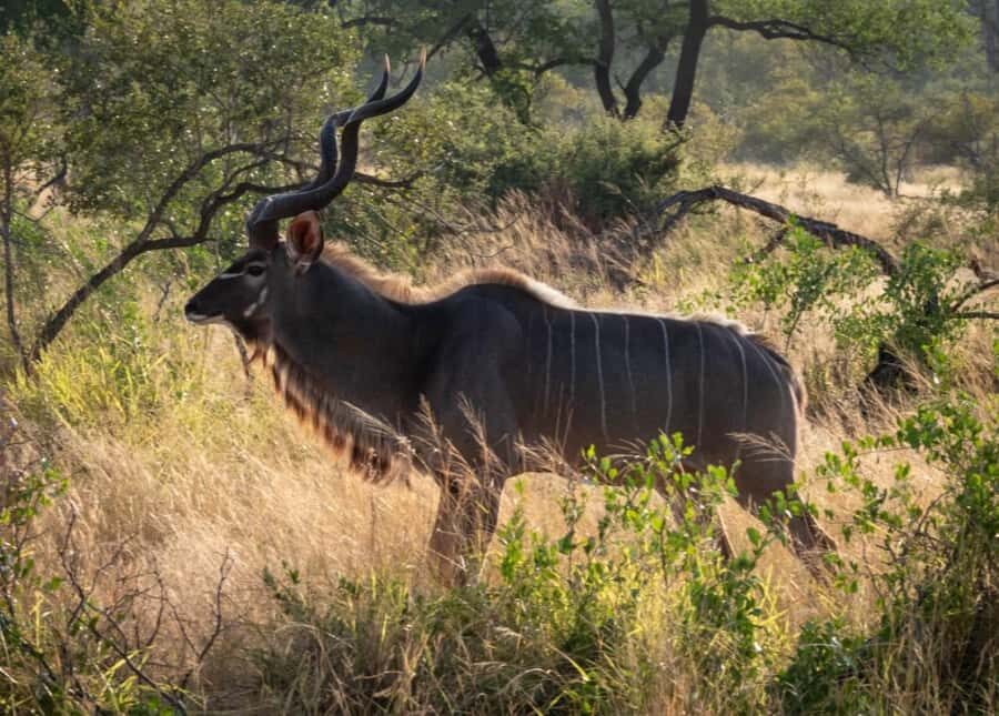 Hoedspruit: Dinner in the Bush & Safari Game Drive - What Makes the Experience Special in Real Terms