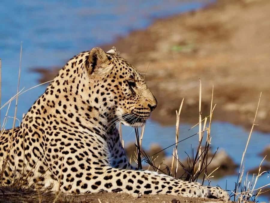 Hoedspruit: Evening Safari In Greater Kruger Private Reserve - Key points to know before you go