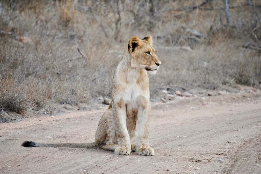 Hoedspruit: Evening Safari In Greater Kruger Private Reserve - Why an Evening Drive on the Edge of Kruger Feels Different