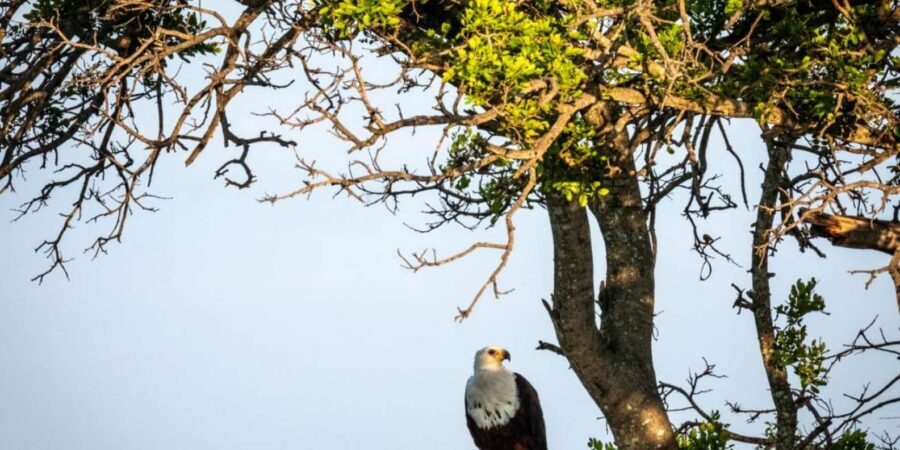 Hoedspruit: Evening Safari In Greater Kruger Private Reserve - Guides Who Teach You How to Look