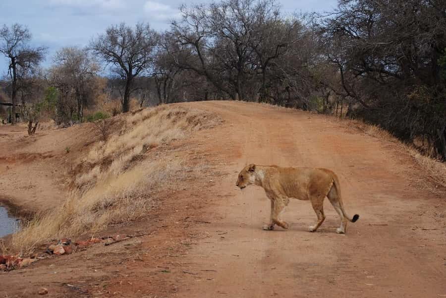 Hoedspruit: Evening Safari In Greater Kruger Private Reserve - Price, Time, and Value: Is $89 Worth It?