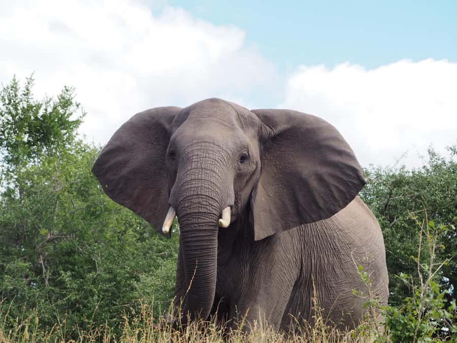 Hoedspruit: Full Day in ICONIC Kruger National Park - The Safari Ride: Open Vehicle Viewing and What You’ll Notice First