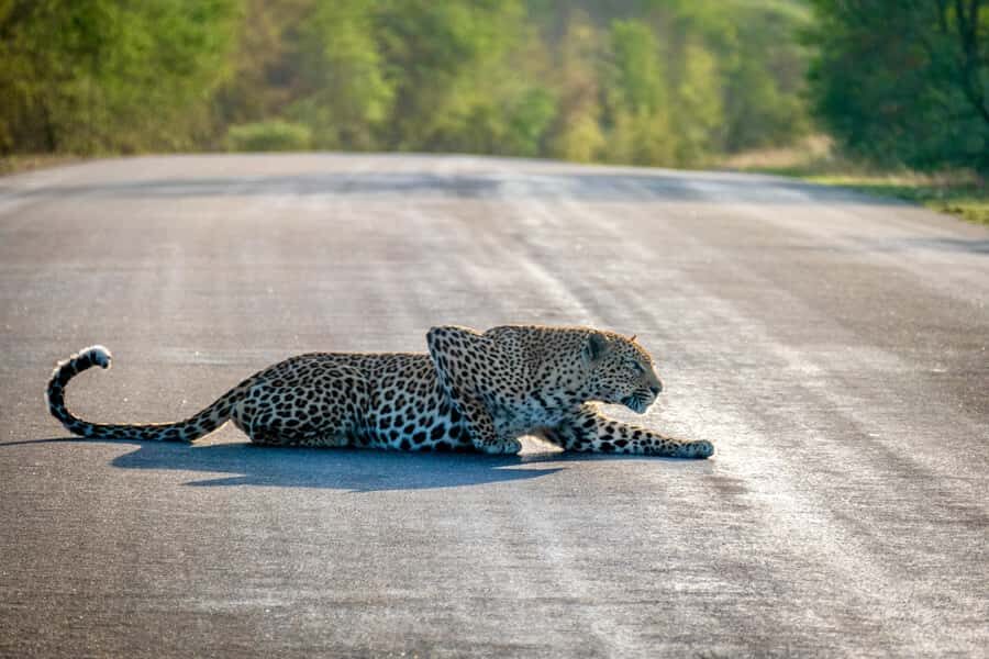 Hoedspruit: Full Day in ICONIC Kruger National Park - Coffee in the Bush: The Small Included Stops That Matter