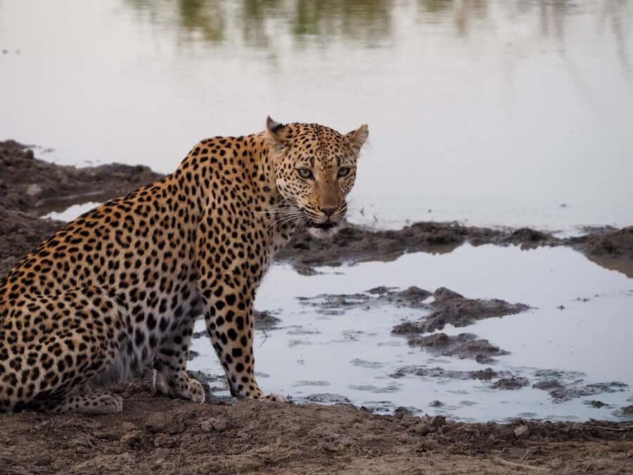Hoedspruit: Full Day in ICONIC Kruger National Park - Who This Tour Fits Best (and Who Might Want Something Else)