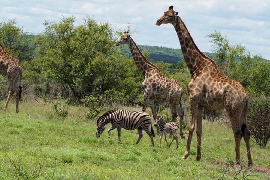 Hoedspruit: Full Day in ICONIC Kruger National Park - Should You Book This Hoedspruit to Kruger Full-Day Safari?