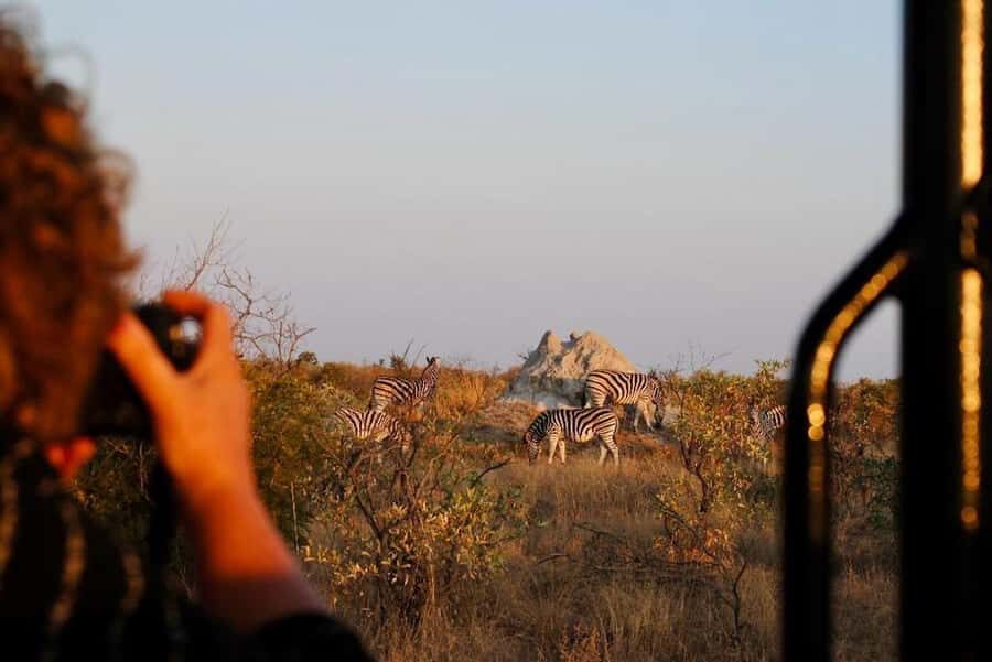 Hoedspruit: Full Day in ICONIC Kruger National Park - Your Day at a Glance: Three Guided Viewing Stretches Plus Breaks