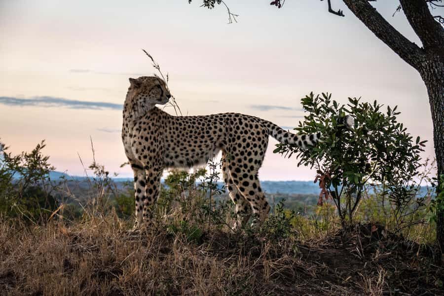 Hoedspruit: HALF Day in the Iconic Kruger National Park! - Seven hours in Kruger: what this half-day tour really gives you