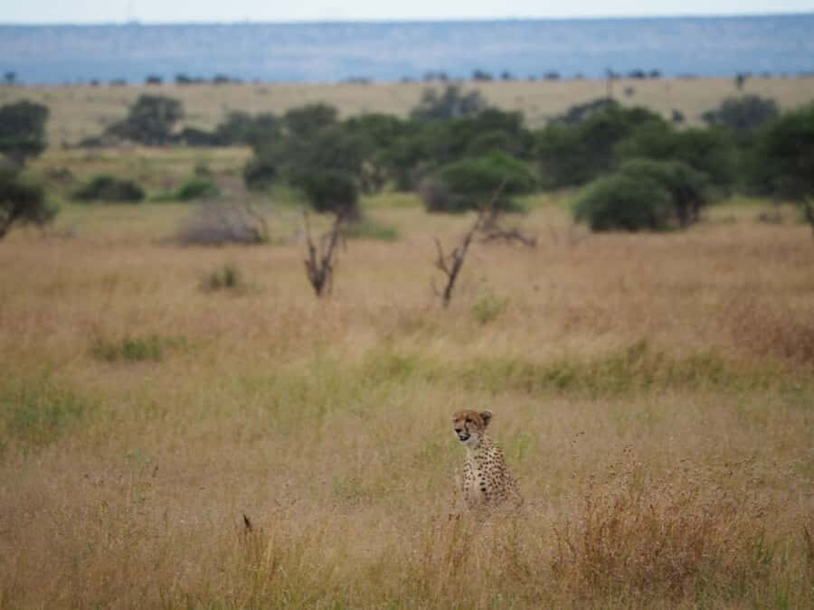 Hoedspruit: HALF Day in the Iconic Kruger National Park! - The morning start: coffee, tea, and traditional rusks before wildlife time