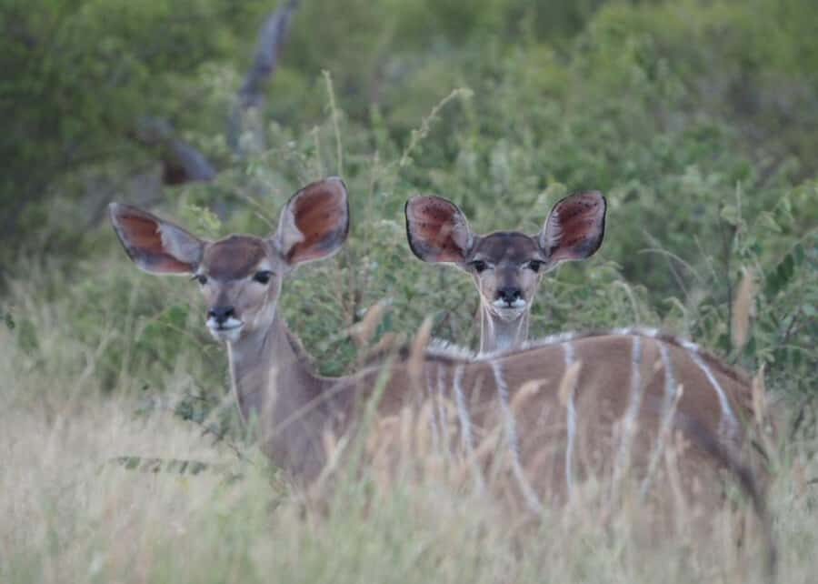 Hoedspruit: HALF Day in the Iconic Kruger National Park! - Satara Rest Camp: a practical break that still feels like safari time