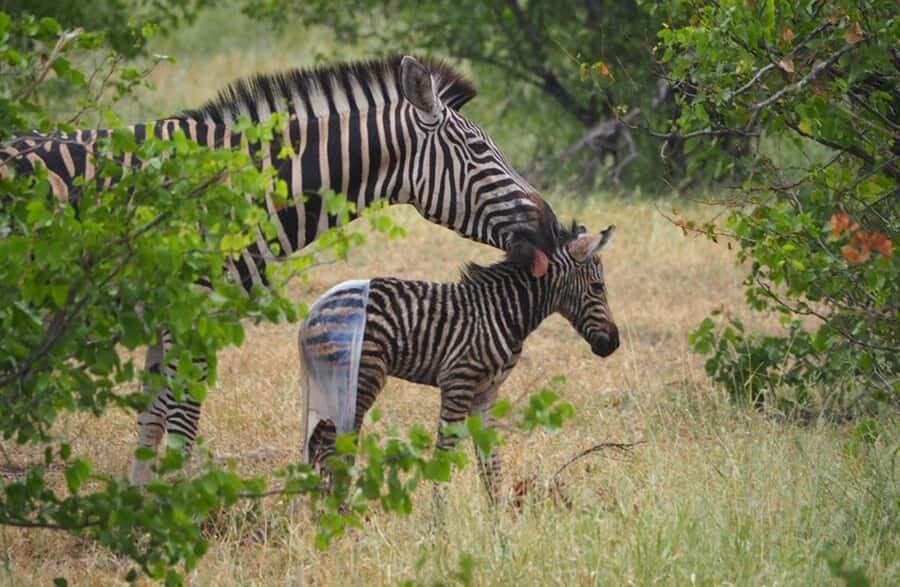 Hoedspruit: HALF Day in the Iconic Kruger National Park! - Price and value: what the $96 covers and what to plan for