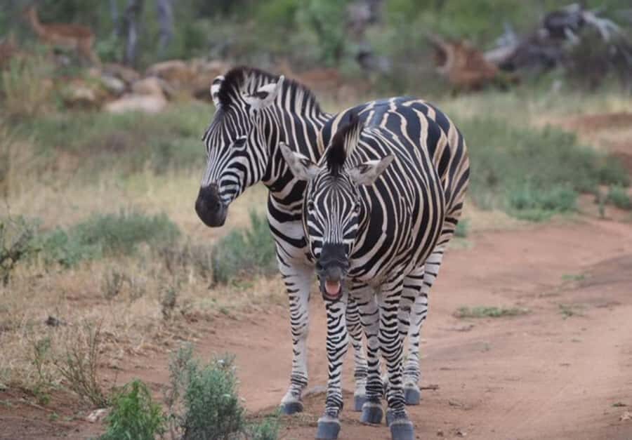Hoedspruit: HALF Day in the Iconic Kruger National Park! - What to bring and wear for Kruger’s real conditions