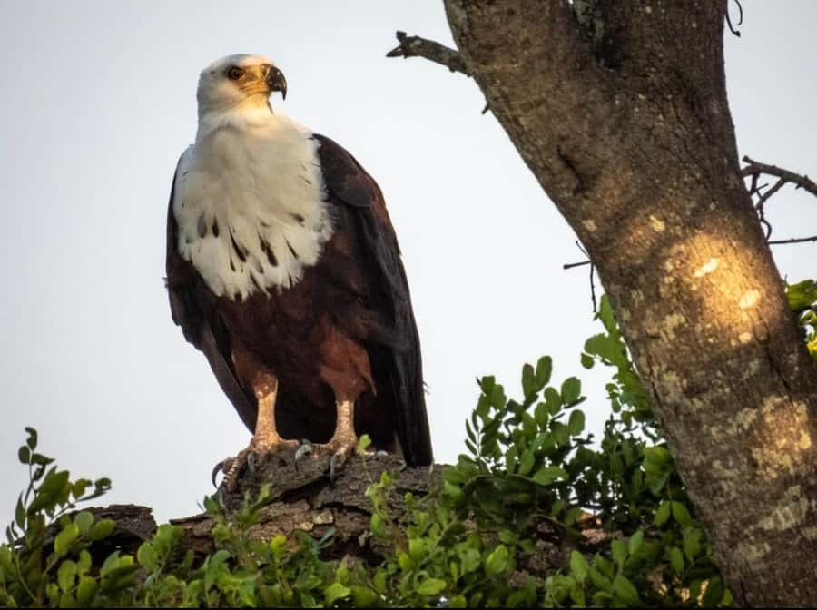Hoedspruit: HALF Day in the Iconic Kruger National Park! - Who should book this half-day Kruger safari, and who might not