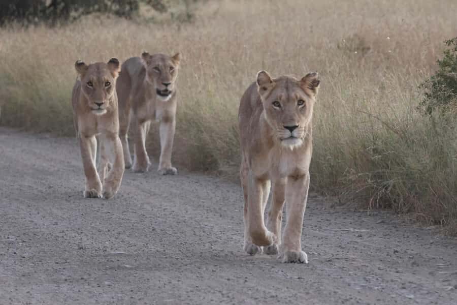 Hoedspruit: Private Kruger National Park Full-Day Safari - Key points at a glance