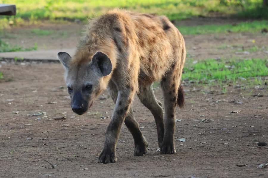 Hoedspruit: Private Kruger National Park Full-Day Safari - From Hoedspruit to Kruger: a full-day rhythm that works