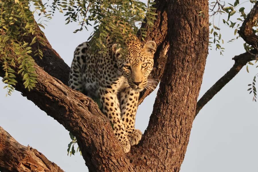Hoedspruit: Private Kruger National Park Full-Day Safari - Why the guide matters: spotting, reading behavior, and staying sharp