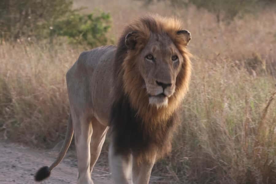 Hoedspruit: Private Kruger National Park Full-Day Safari - What’s included (and what you’ll pay yourself)