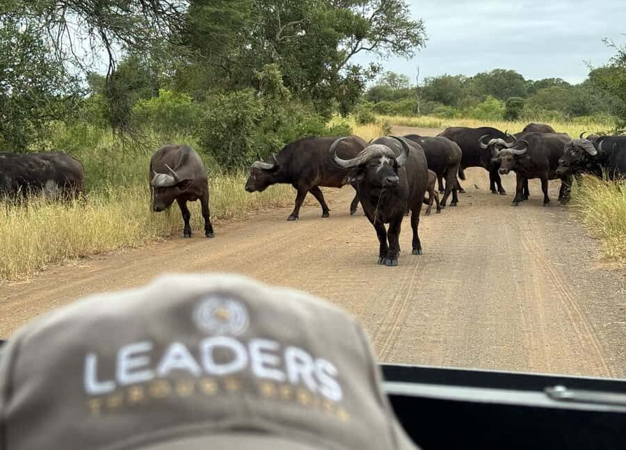 Hoedspruit: Private Kruger National Park Full-Day Safari - Price and value: $404 per group up to 4