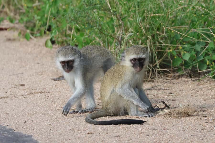 Hoedspruit: Private Kruger National Park Full-Day Safari - What you should bring for a long Kruger day