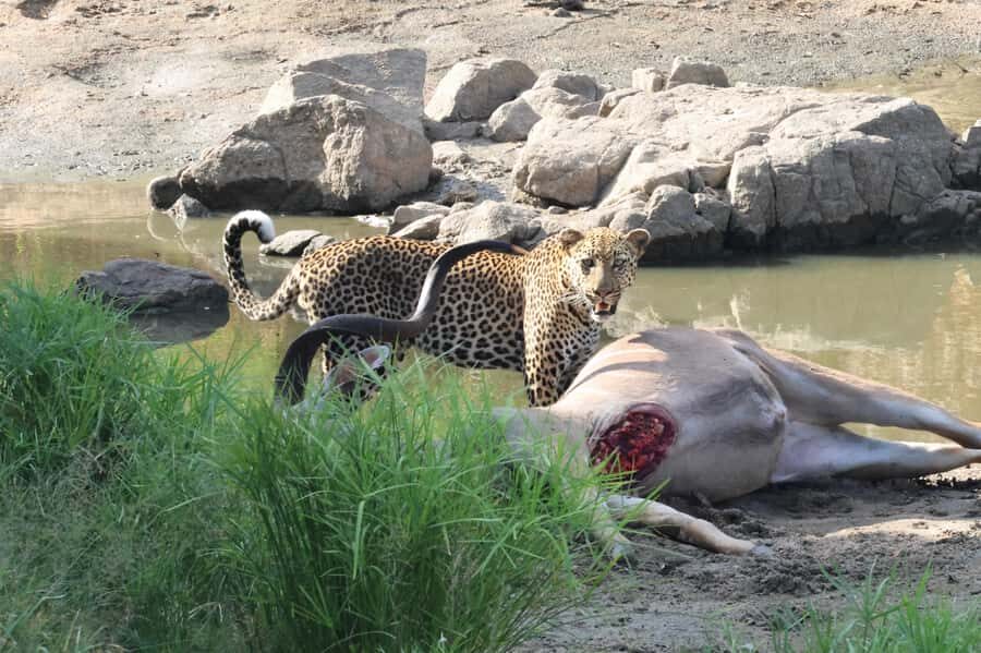 Hoedspruit: Private Kruger National Park Full-Day Safari - The open safari vehicle: comfort, weather, and real spotting