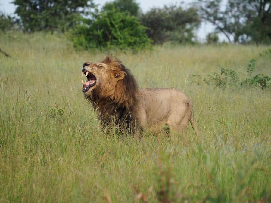 Hoedspruit: Sunrise Safari in Greater Kruger Private Reserve - Who should book this sunrise safari