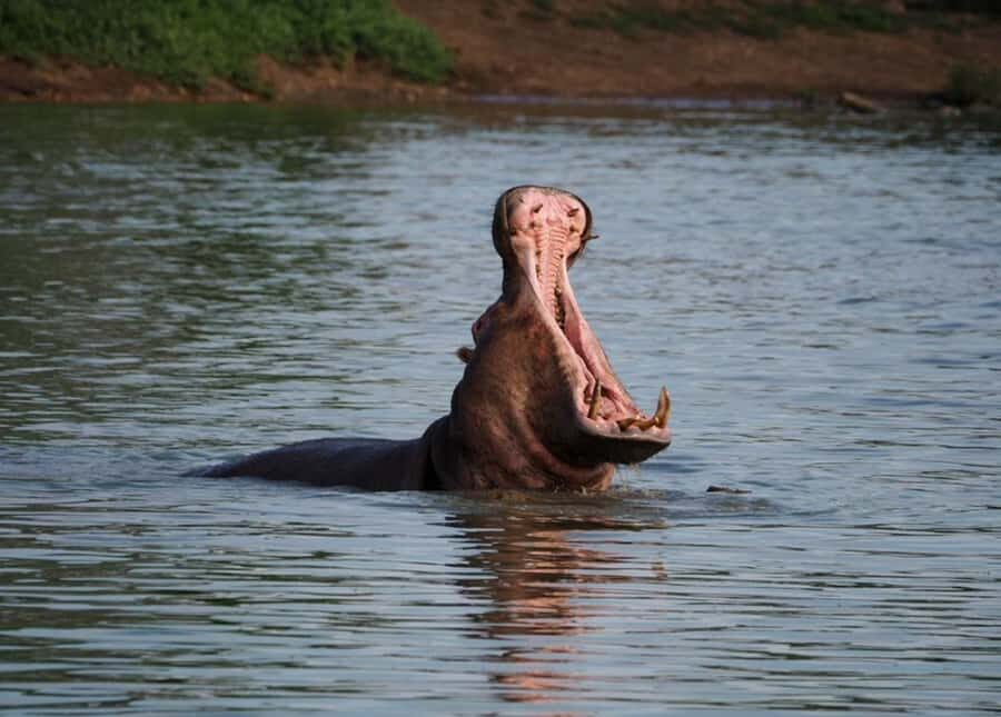 Hoedspruit: Sunrise Safari in Greater Kruger Private Reserve - Sunrise Safari in Greater Kruger: what you’re really buying