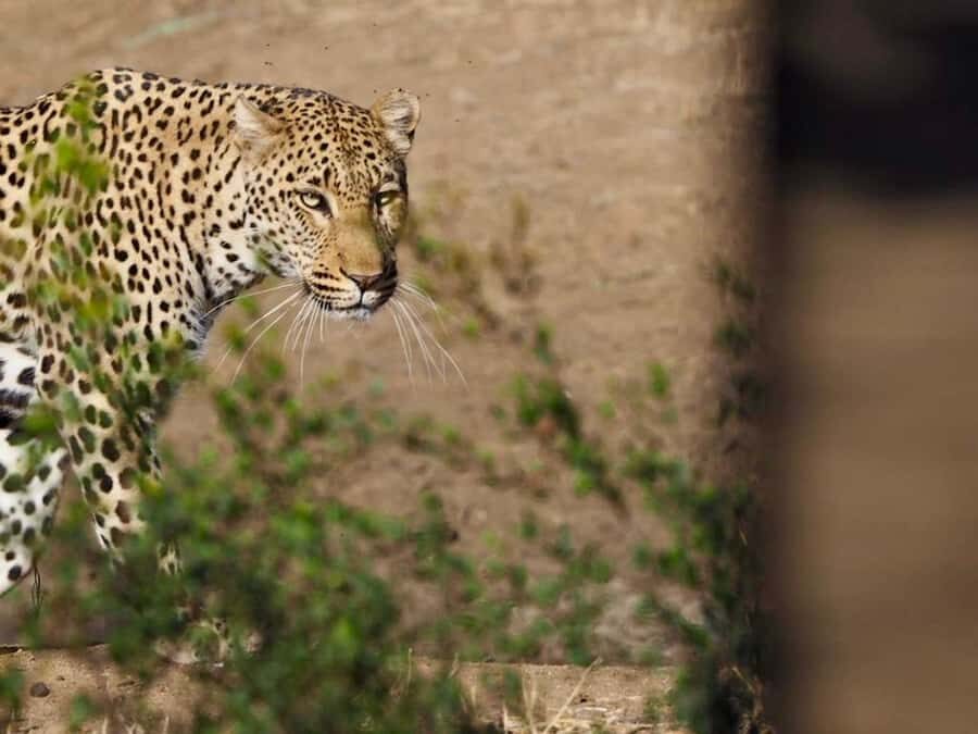Hoedspruit: Sunrise Safari in Greater Kruger Private Reserve - The 210-minute morning drive: timing, pace, and comfort