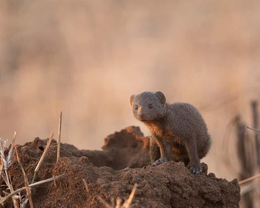 Hoedspruit: Sunrise Safari in Greater Kruger Private Reserve - Wildlife you may see (and why sunrise boosts your chances)