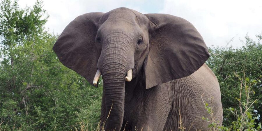Hoedspruit: Sunrise Safari in Greater Kruger Private Reserve - Small-group setup (max 9): the value of attention