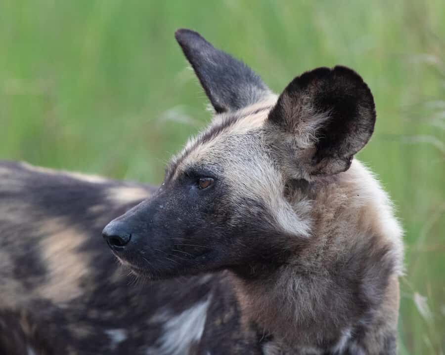 Hoedspruit: Sunrise Safari in Greater Kruger Private Reserve - Price and value: is $71 a good deal for this day?