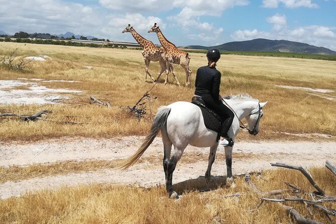 Horse Riding Wildlife Safari - Key Highlights You’ll Care About