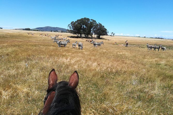 Horse Riding Wildlife Safari - Stellenbosch Horseback Safari: Why This One Works