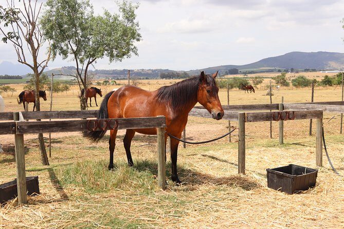 Horse Riding Wildlife Safari - Wildlife Viewing That Isn’t Just a Photo Stop
