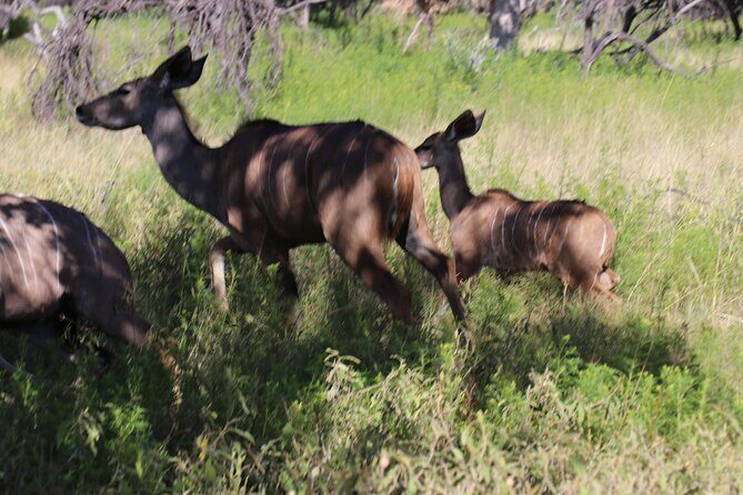 Horseback Safari Adventure in Hartbeespoort from Johannesburg - From Johannesburg Pick-Up to Silkaatsnek Nature Reserve