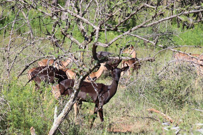 Horseback Safari Adventure in Hartbeespoort from Johannesburg - Price and Value: What $112.52 Buys You