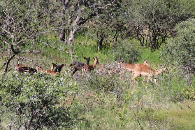 Horseback Safari Adventure in Hartbeespoort from Johannesburg - Group Size, Timing, and Comfort: Small Details That Matter