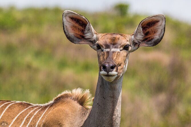 iSimangaliso Sunset Game Drive - Who should book this sunset drive
