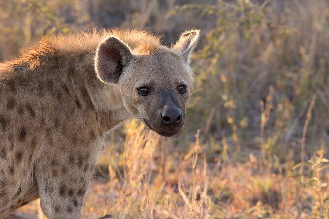 iSimangaliso Sunset Game Drive - The 3 hours you’ll actually spend in the bush